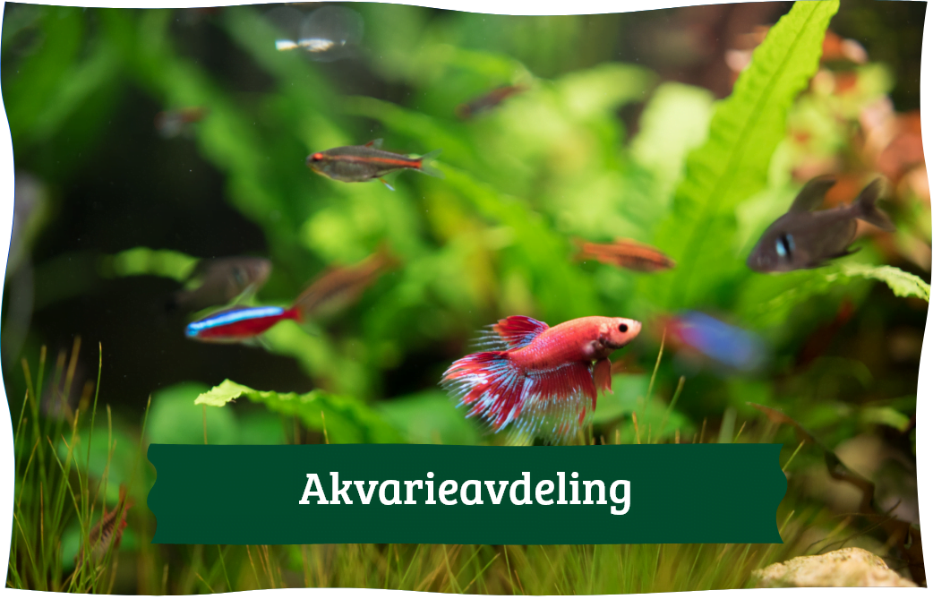 Lenke til akvarieavdeling. Bilde av fisk i et akvarium. Tekst på bilde: Akvarieavdeling