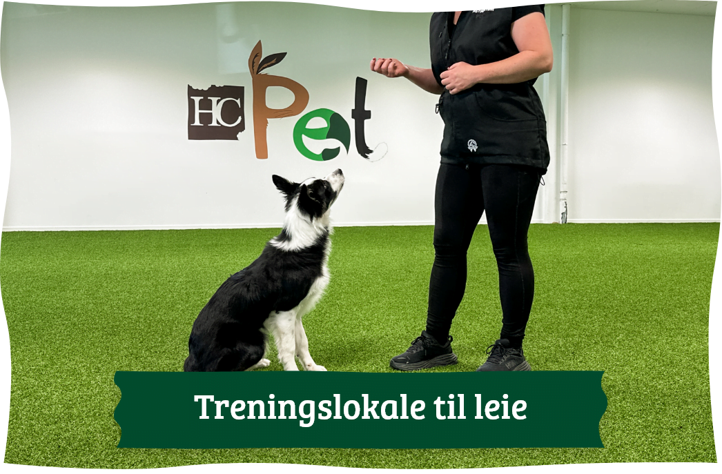 lenke til treningslokale Bilde av hunder og underkroppen av en hundetrenger. Tekst på bilde: treningslokale til leie